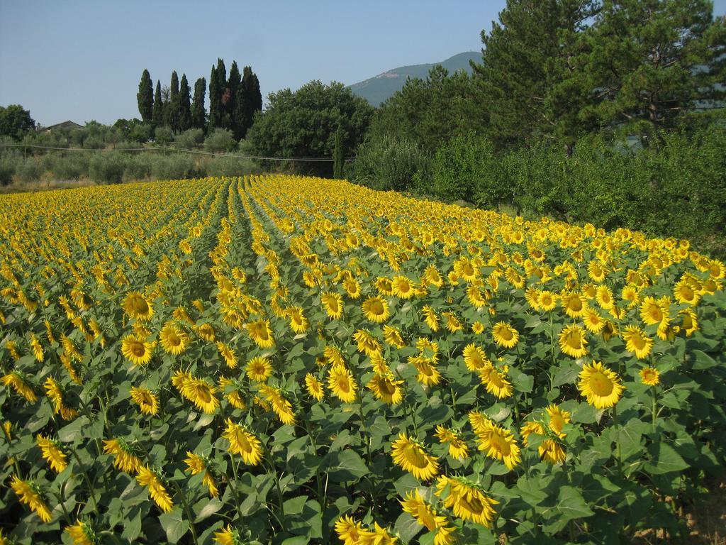 Agriturismo Il Caio 세토나 외부 사진